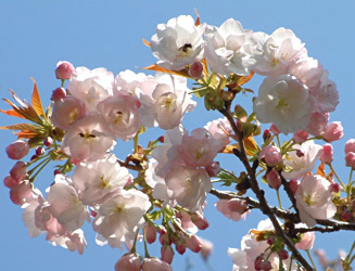 八重の花を付ける百年桜