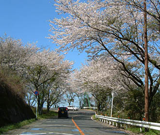 鏡山の登山道の両脇にたくさんの桜がある
