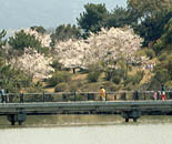 鏡山頂上部の池と佐用姫橋と桜