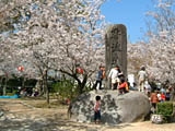 唐津城内には桜がいっぱい