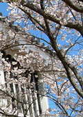 唐津城の桜
