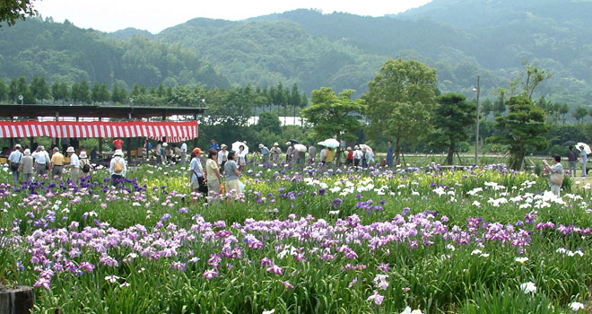 からつ花菖蒲園では５月下旬〜６月下旬まで花菖蒲が観賞できる