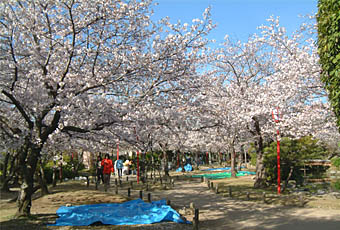 神野公園の桜