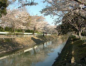 神野公園そばの多布施川沿いにも３０００本の桜