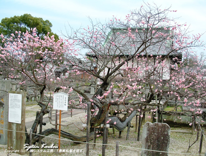 高伝寺境内にある樹齢約４００年の梅の銘木「霊徳寿梅（れいとくじゅばい）」