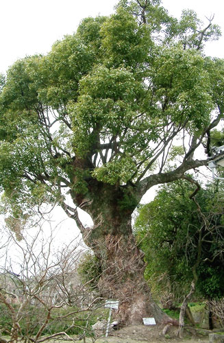境内にあるクスの大木。樹齢約６００年で（佐賀市指定天然記念物）