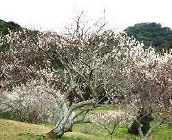 御船ヶ丘梅林には約３０００本の梅のがある