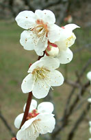御船ヶ丘梅林の梅の花