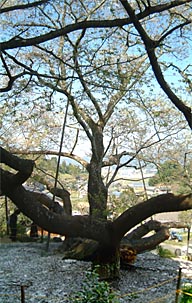 明星桜の幹は根元から数本に分かれている