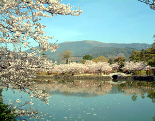小城公園の池と桜