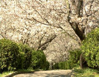 小城公園の池南側には桜のトンネルができる