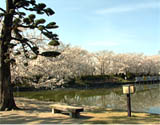 小城公園の満開の桜と池