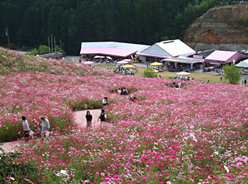 ＳＡＲＩコスモス遊園では１５０万株のコスモスが咲く