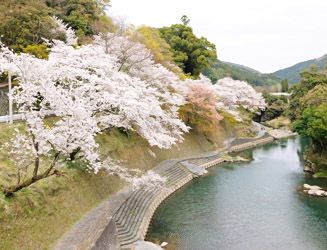 北川内（きたかわち）公園には約６００本の桜がある
