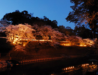 桜の季節にはライトアップされる