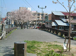 明八橋たもとにある１本の桜