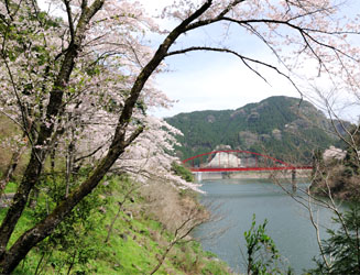下筌橋周辺の桜