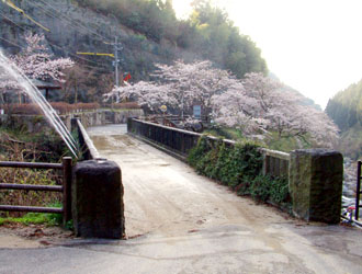 橋の周辺には駐車場があり桜の名所でもある
