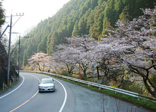 脊振めがね橋周辺の道路沿いには桜並木