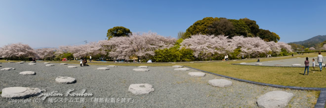 例年桜は４月２〜３日頃には散ってしまうが、今年は４月８日頃まで見頃であった