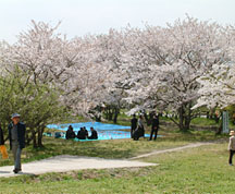 周辺は桜が多く桜の名所でもある