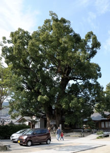 国指定天然記念物の大楠（クス）。樹齢は千年とも千五百年とも言われています