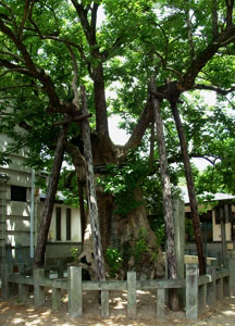樹齢約700年の「ひろはちしゃの木」