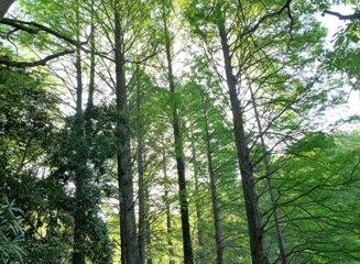 落羽松（ラクウショウ）は北アメリカ原産の落葉針葉樹で別名ヌマスギ（沼杉）と言うらしい