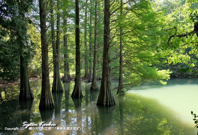 落羽松（ラクウショウ）の木が農業用ため池「蒲田池」の畔に生えている風景が有名
