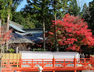 呑山観音寺本堂にあるモミジの紅葉がきれい