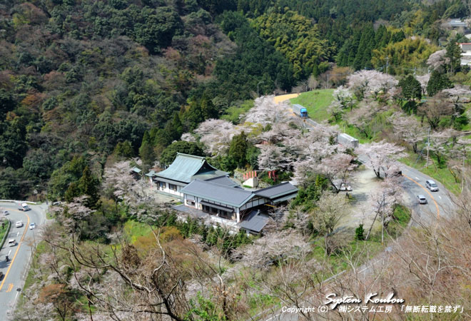 八木山峠（篠栗側）新吉野公園の桜。満開の桜にかこまれている宝山寺