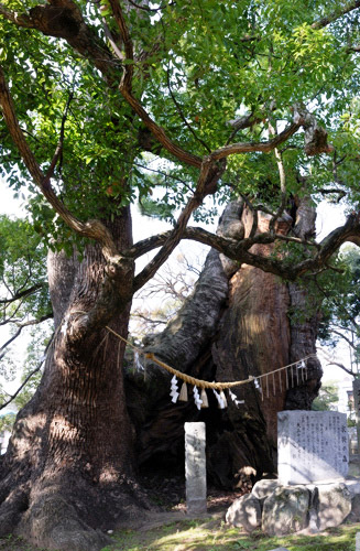 樹齢2000年以上の衣掛の森（きぬかけのもり）※天然記念物