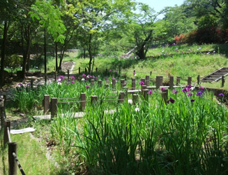菖蒲園（６月上旬にはきれいな花を咲かせる）