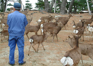 阿久根大島には鹿が約１４０頭ばかりいる