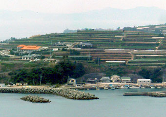 長島町汐見の漁港と段々畑