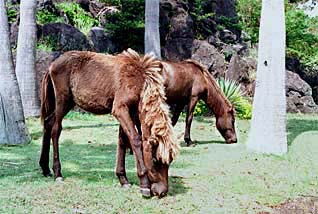 開聞山麓自然公園には天然記念物のトカラ馬がいる