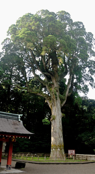 樹齢約800年の杉の御神木（霧島メアサ）