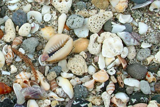 回廊パーク荒平天神の海岸には梅の花に似た貝殻があるという、探したが分らなかったが「たから貝」が見つかった