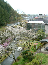 龍門滝温泉と桜