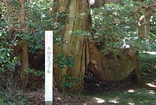 檜に杉が宿った木（樹齢約３００年）