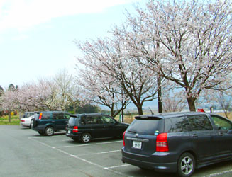 駅横の桜がきれいでした