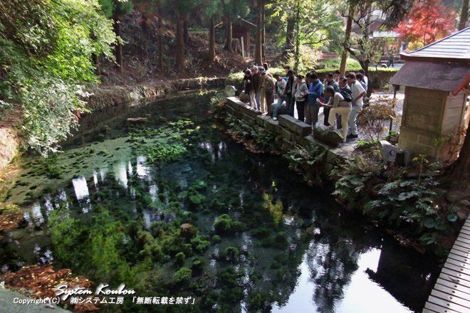 白川水源は、水の神様をまつる白川吉見神社の境内に湧き出ており、白川総水源として崇められている