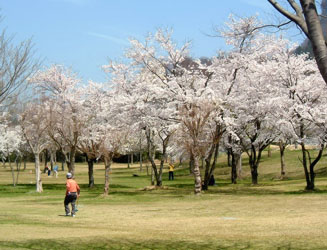 休暇村南阿蘇のパターゴロフ場は隠れた桜の名所