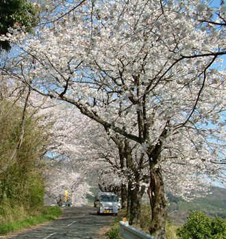 道脇に桜が植えてあり春には花見ができる