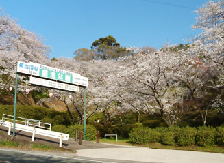 桜の名所である菊池公園