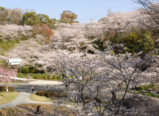 菊池公園には約１万本の桜がある