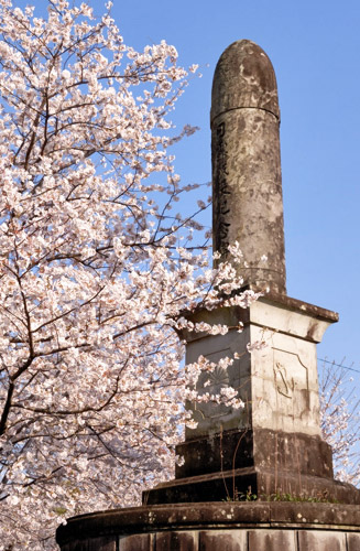 日露戦役紀念碑と桜（日露戦争（1904〜05）に従軍した菊池北部出身で戦死した兵士の紀念碑。1907年建設）