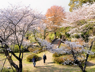 桜の開花時期は３月下旬〜４月上旬