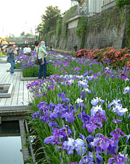 玉名温泉は近くにある高瀬裏川水際緑地公園は花菖蒲の名所である