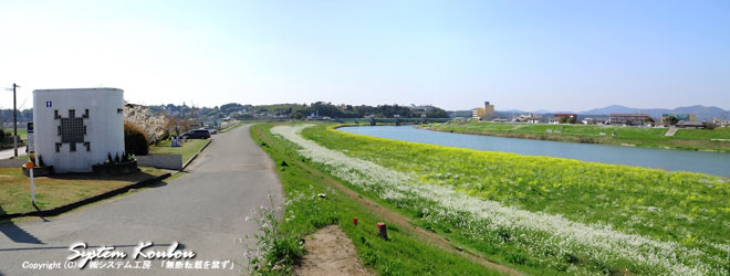 菜の花がきれいな菊池川沿い　（ 中央の高台に「かんぽの宿 山鹿」がある ）